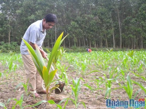 Tổng hợp 97 hình về mô hình trồng dừa trên đất ruộng daotaonec #5 Tổng hợp 97 hình về mô hình trồng dừa trên đất ruộng daotaonec
