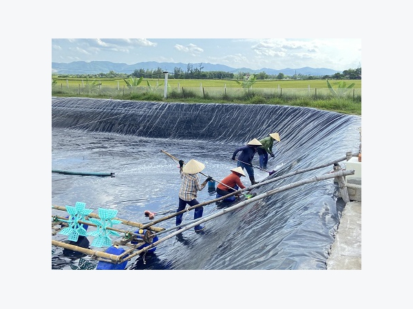 Gấp rút cải tạo ao, xuống giống vụ tôm Xuân-Hè