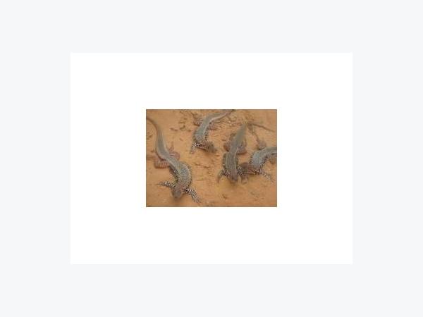 Con Dông Mở Hướng Làm Giàu