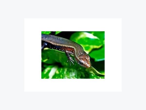 Thành Triệu Phú Nhờ Nuôi Rắn Mối Ở Bạc Liêu