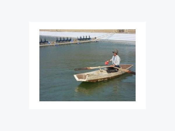 Tôm Thẻ Chân Trắng Mắc
