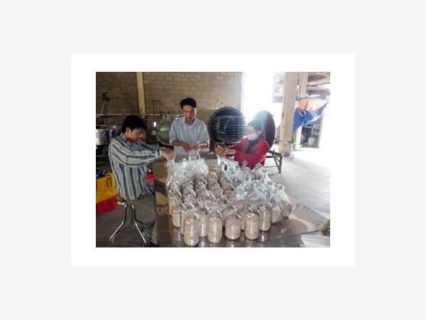 Cơ Hội Mới Cho Người Trồng Nấm Ở Thừa Thiên Huế