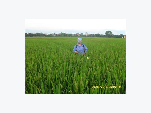Diệt Rầy Lưng Trắng
