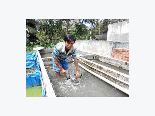 Cá chạch lấu loài thủy sản đầy tiềm năng phát triển