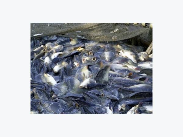 Hoa Kỳ cảnh báo hai doanh nghiệp cá da trơn Việt Nam