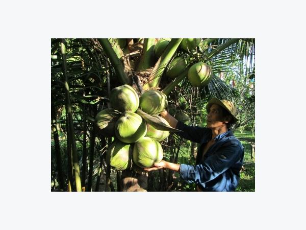 Dừa Bến tre tăng giá kỷ lục trong 10 năm qua