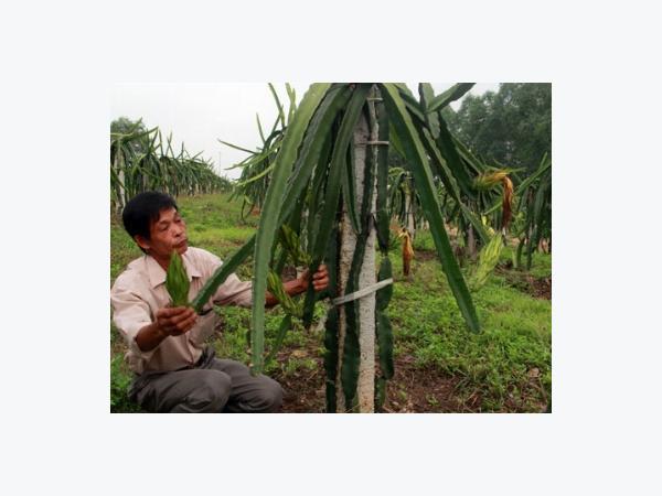 Lập Thạch lập kỳ tích thanh long