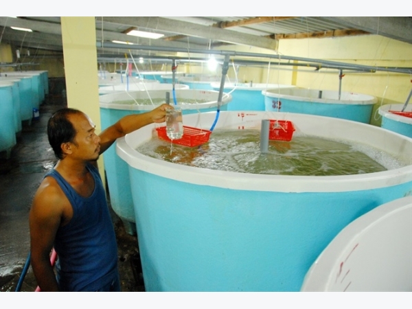 Lo tôm giống kém chất lượng