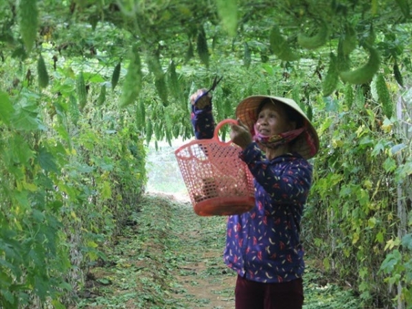 Dân Cẩm Trung 'hốt bạc' từ trồng mướp đắng, dưa chuột gối vụ quanh năm