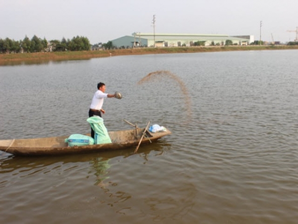 Bắc Ninh: Triển vọng từ mô hình sản xuất cay vôi và nuôi trồng thủy sản
