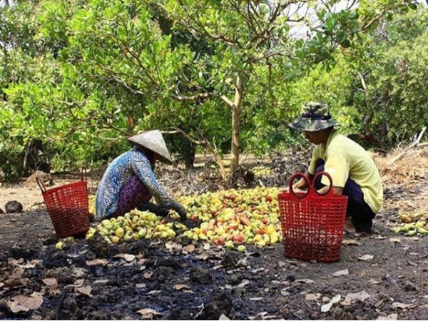cashew harvesting cashew harvesting