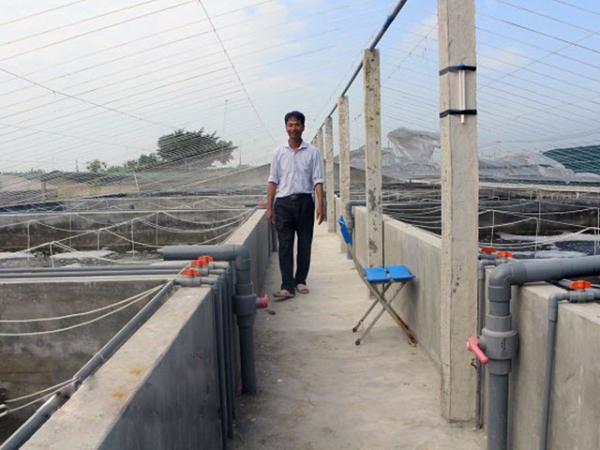Nuôi tôm công nghiệp trong bể xi măng tại Nam Định
