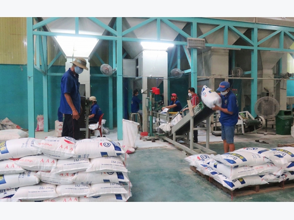 Nâng chất lượng thanh long hướng đến những thị trường tiềm năng