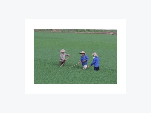 Kiến Nghị Giữ Cho Được 3,8 Triệu Ha Đất Lúa