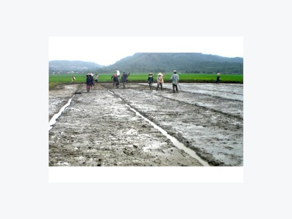 Cấy Sạ