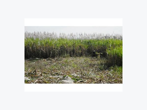 Nông Dân Quay Lưng Với Cây Mía