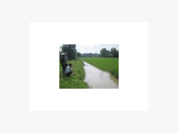Nuôi cá ruộng lúa