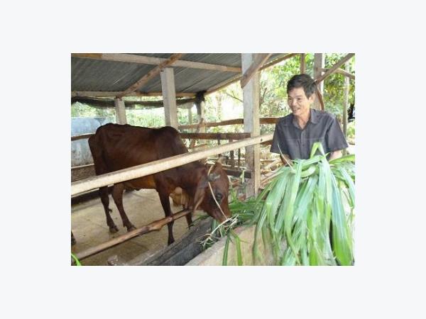 Nông dân Sơn La thu 300 triệunăm khi Nuôi bò sinh sản 10 con đẹp cả 10