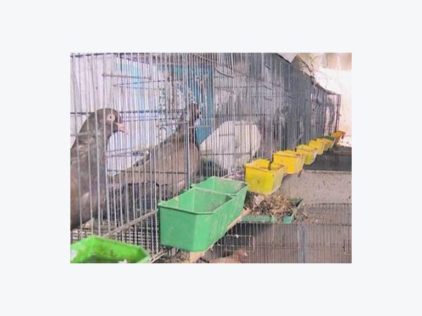 Bồ câu giảm giá