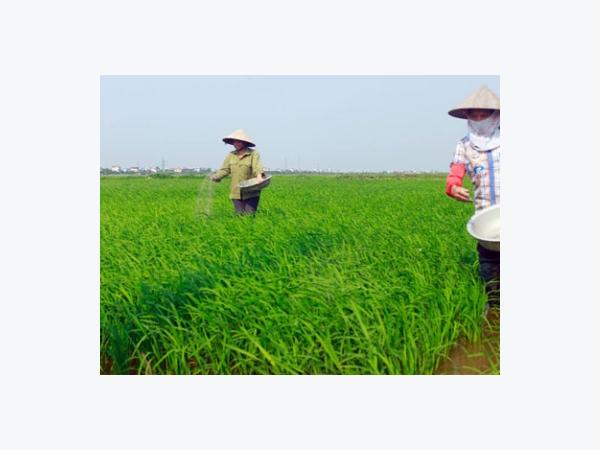Bón phân Lâm Thao, có thêm 30kg thóc/sào