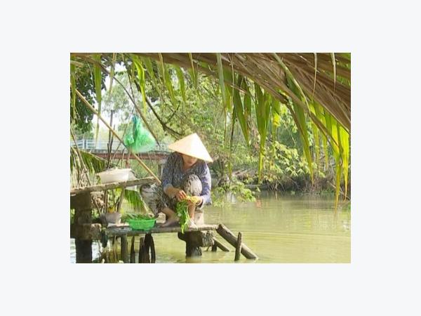 Nông thôn khổ với chất thải chăn nuôi