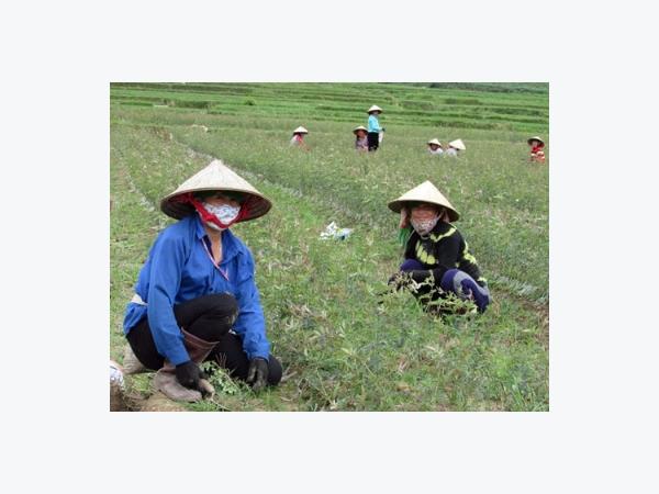 Nguy cơ trắng tay vì dốc vốn làm nông sản sạch