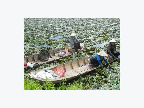 Trồng ấu lời hơn lúa