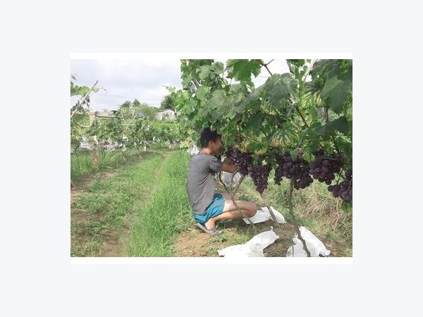Vườn nho cho lãi trăm triệu của chàng trai xứ Lạng