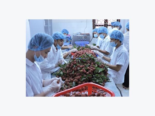 Trái cây Việt chinh phục thị trường khó tính
