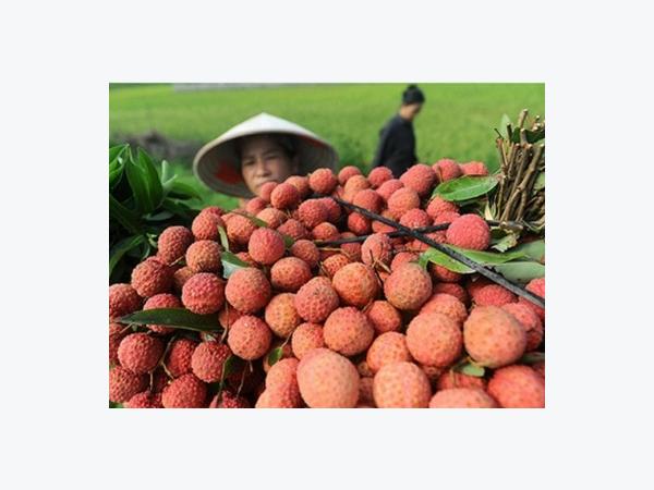 Doanh nghiệp như gà mắc tóc khi muốn đưa vải thiều xuất khẩu