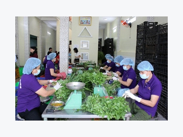 Nghịch lý rau sạch VietGAP không có đầu ra, dân vẫn phải ăn