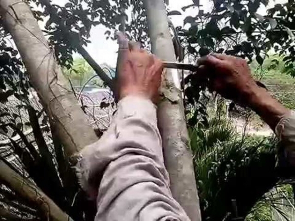 Kỹ thuật chiết cành nhân giống