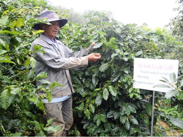Bón phân cân đối, hiệu quả cho cây cà phê