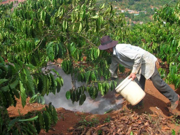 Chăm sóc cà phê đầu mùa mưa