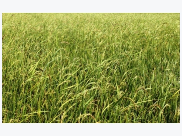 Hà Nam rốt ráo diệt trừ