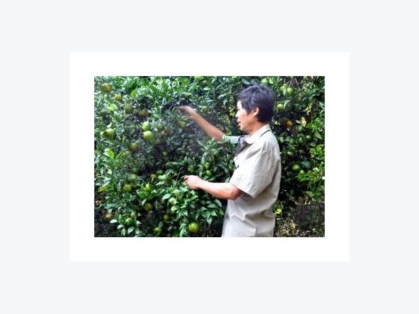 Thiếu Lao Động Hái Tuyển Quýt Non