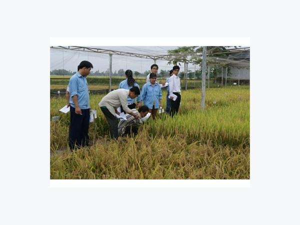 Hội Thảo Đánh Giá Giống Lúa Mới