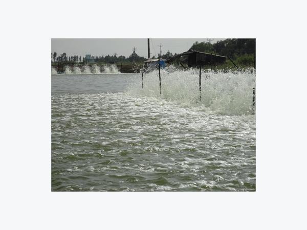 Gỡ Khó Cho Tôm, Cá