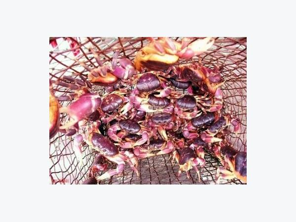 Nuôi cua đá lợi nhuận cao trên đảo Phú Quý  Chợ Nông Sản Khánh Hoà