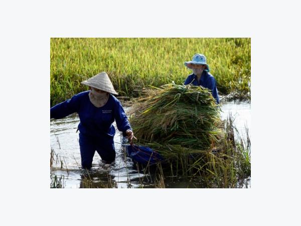 Báo động tình trạng gạo Việt lép vế tại thị trường truyền thống