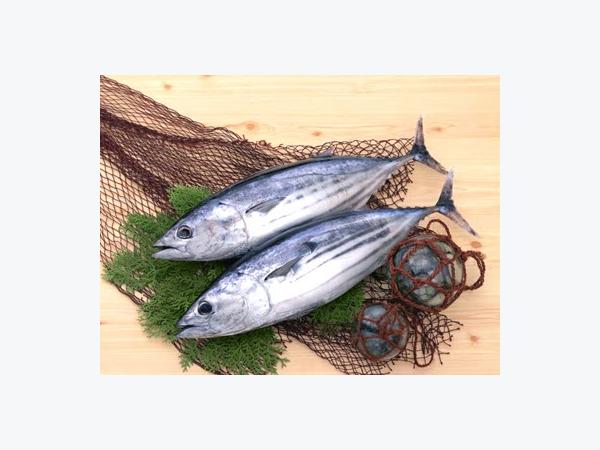 Giá cá ngừ, tôm hùm tại Phú Yên 07-07-2016