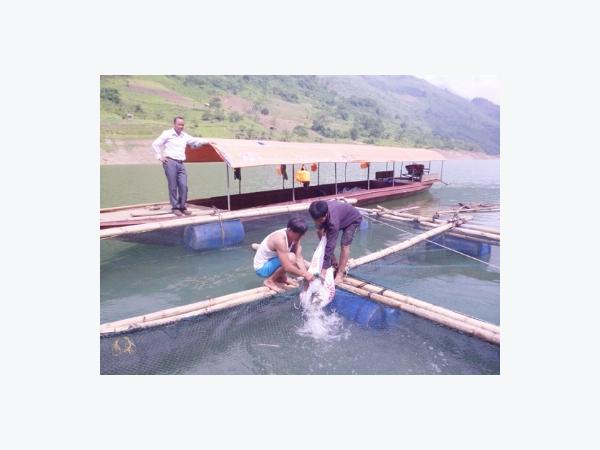 Lào Cai triển khai dự án nuôi cá lồng tại Bắc Hà, Mường Khương và Bảo Yên