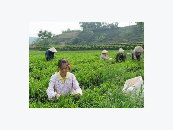 Thán phục nương chè chục tỷ