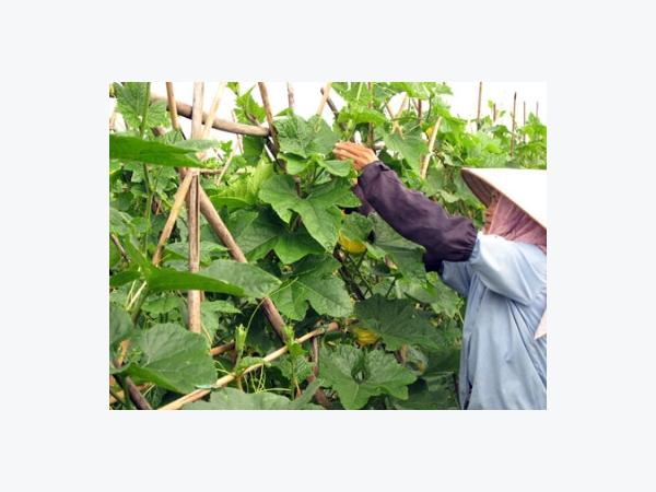 Vì sao nông nghiệp tăng trưởng âm?