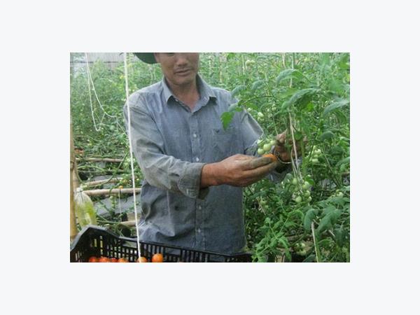 Tỷ phú vùng rau xứ đạo