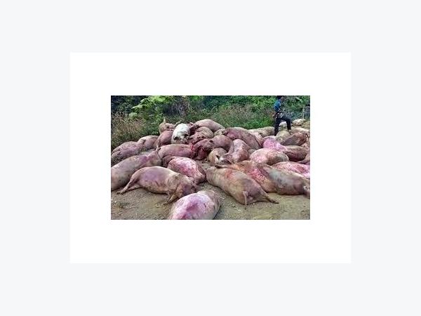 Vứt hàng trăm xác heo chết ở thượng nguồn sông Sài Gòn