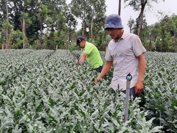 Tiên phong trồng hoa Đà Lạt công nghệ cao, thu tiền tỷ
