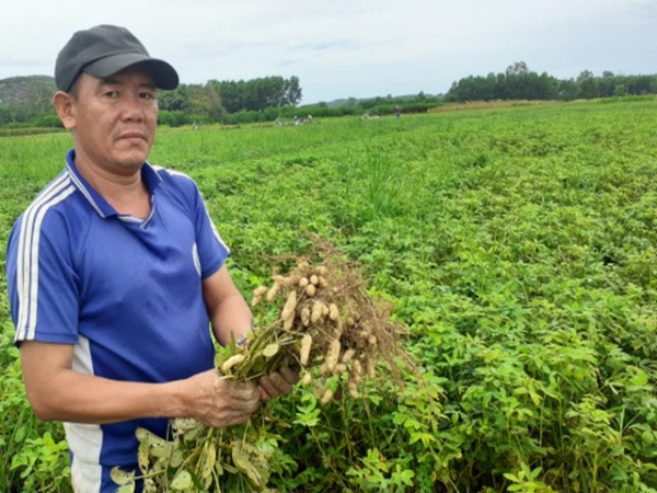 Lạc đạt năng suất 'khủng' trên đất lúa kém hiệu quả