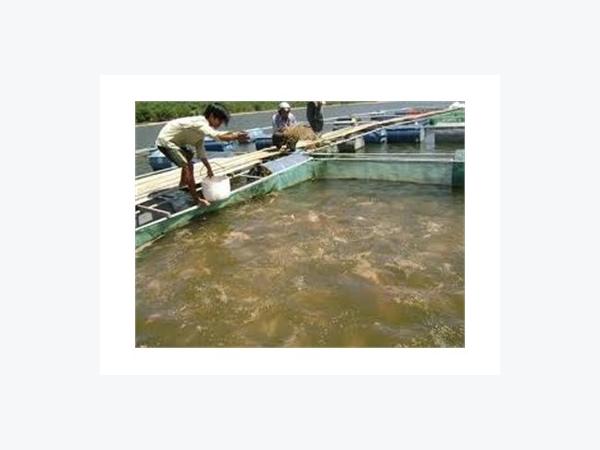 Ngư Dân Phú Quốc Nuôi Cá Lồng Bè Đạt Hiệu Quả Cao