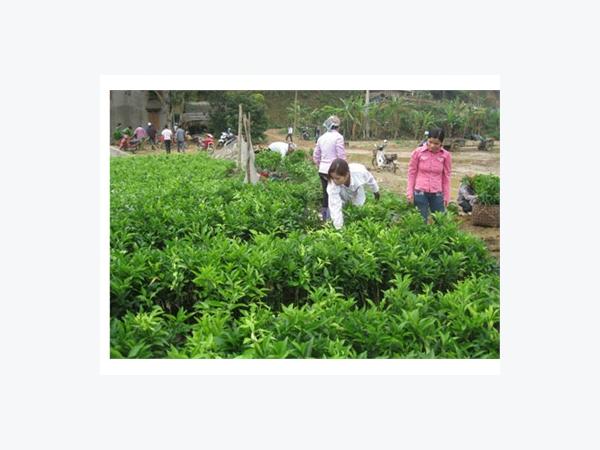 Bạch Thông Khai Thác Tiềm Năng, Phát Triển Kinh Tế Bền Vững
